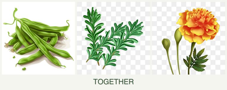 Can you plant beans, rosemary and marigolds together?