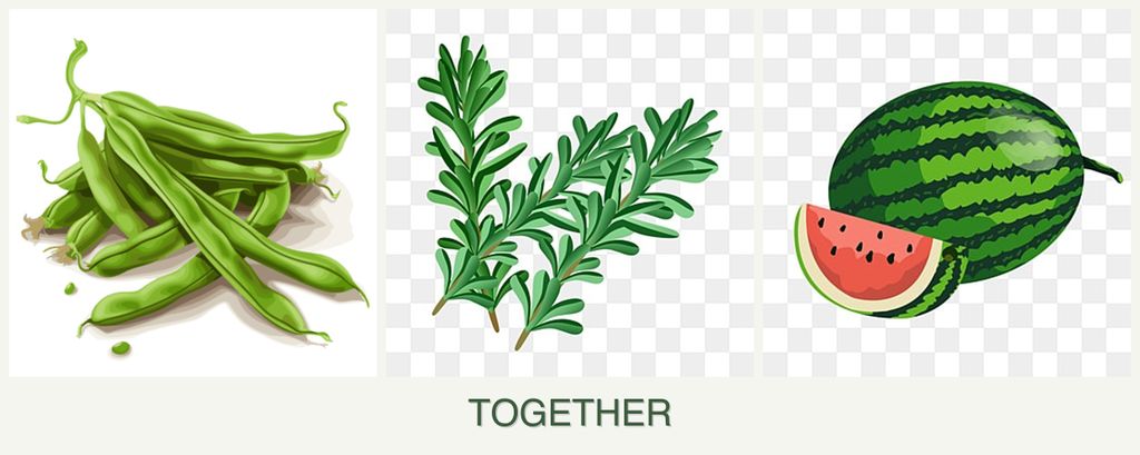 Can you plant beans, rosemary and melons together?