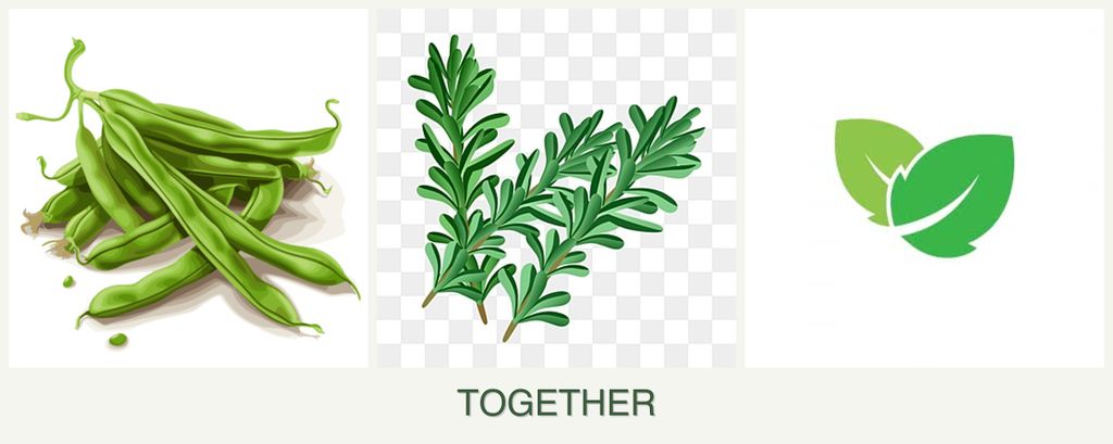 Can you plant beans, rosemary and mint together?