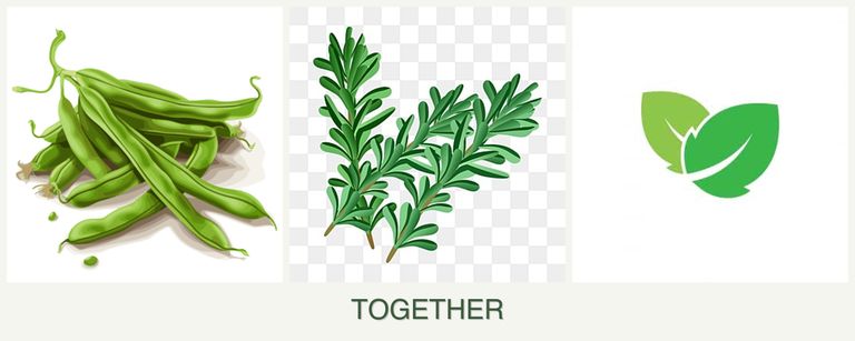 Can you plant beans, rosemary and mint together?