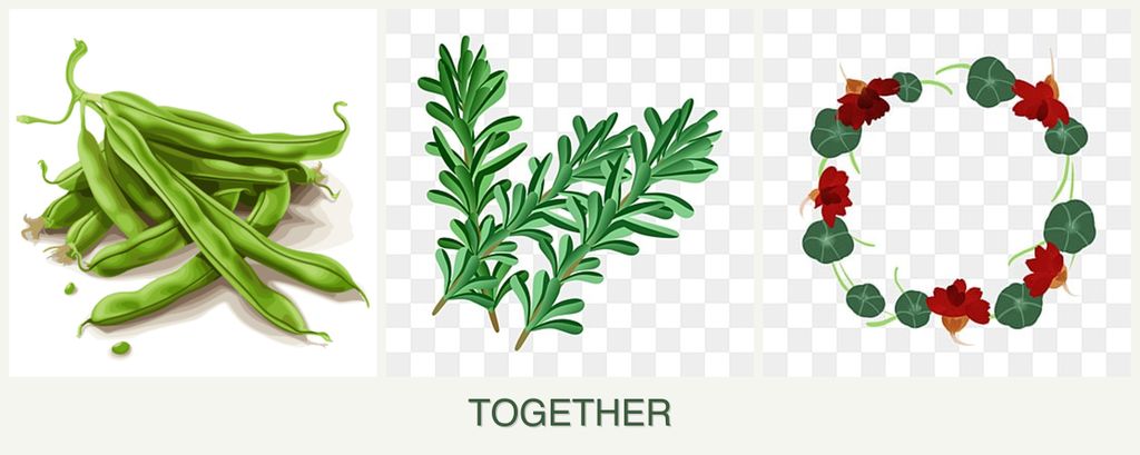 Can you plant beans, rosemary and nasturtiums together?