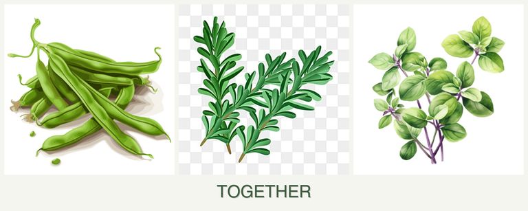 Can you plant beans, rosemary and oregano together?