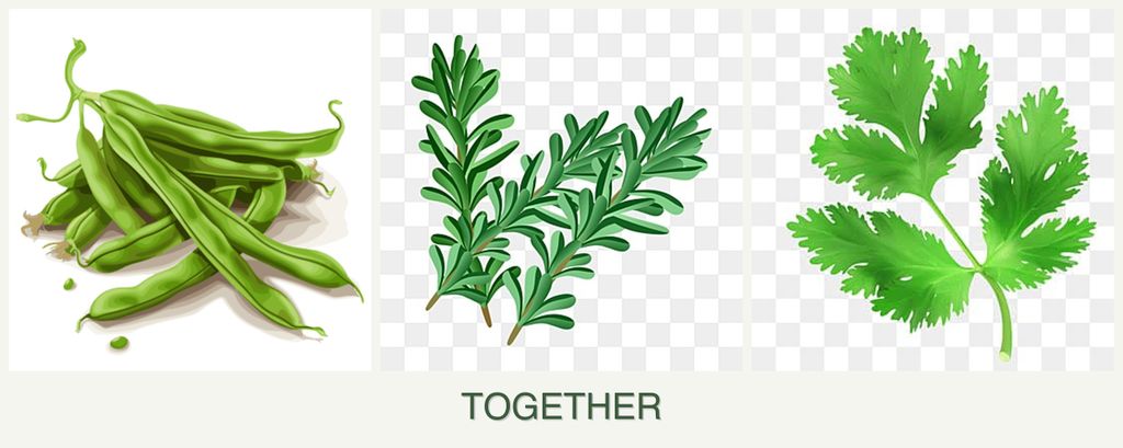 Can you plant beans, rosemary and parsley together?