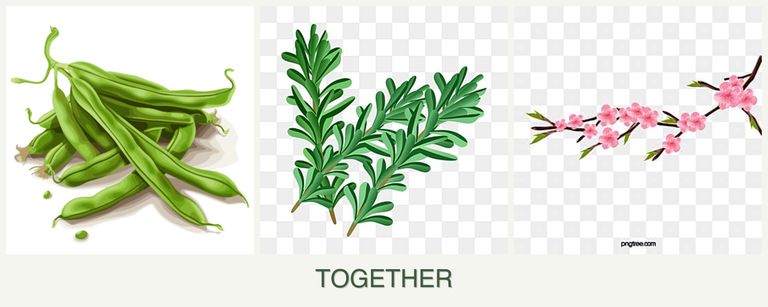Can you plant beans, rosemary and peaches together?