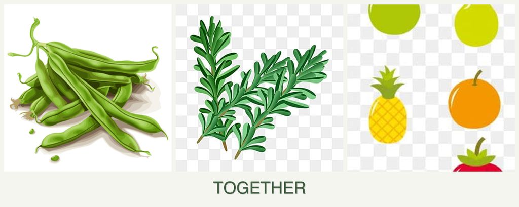 Can you plant beans, rosemary and pears together?