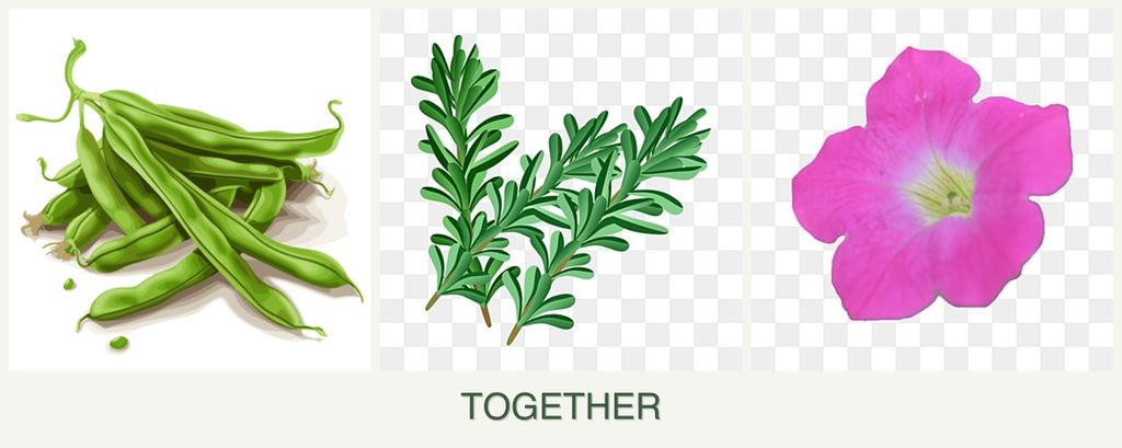 Can you plant beans, rosemary and petunias together?