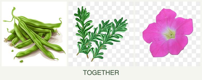 Can you plant beans, rosemary and petunias together?