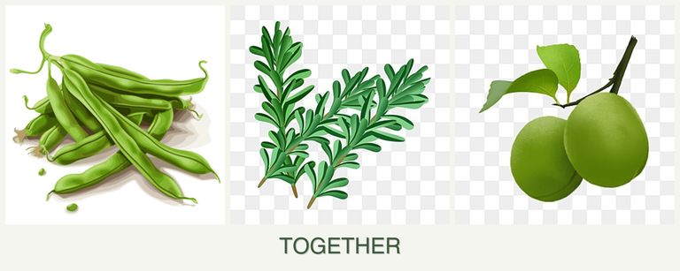 Can you plant beans, rosemary and plums together?