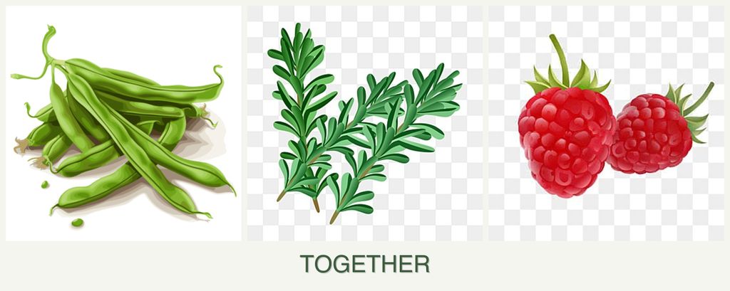 Can you plant beans, rosemary and raspberries together?