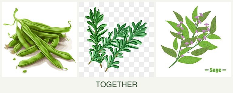 Can you plant beans, rosemary and sage together?