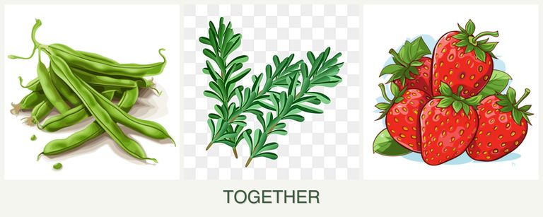 Can you plant beans, rosemary and strawberries together?