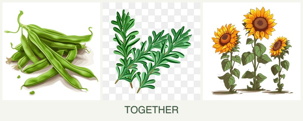 Can you plant beans, rosemary and sunflowers together?
