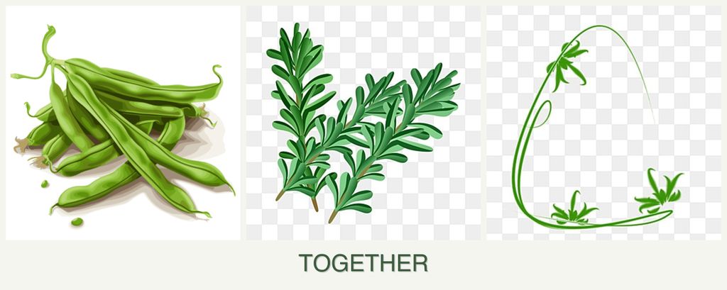 Can you plant beans, rosemary and tarragon together?