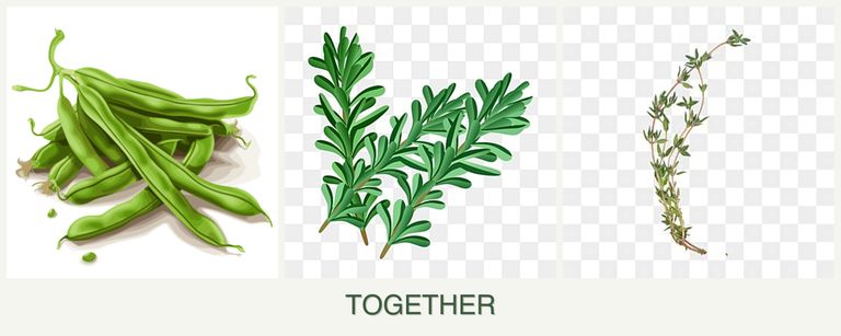 Can you plant beans, rosemary and thyme together?