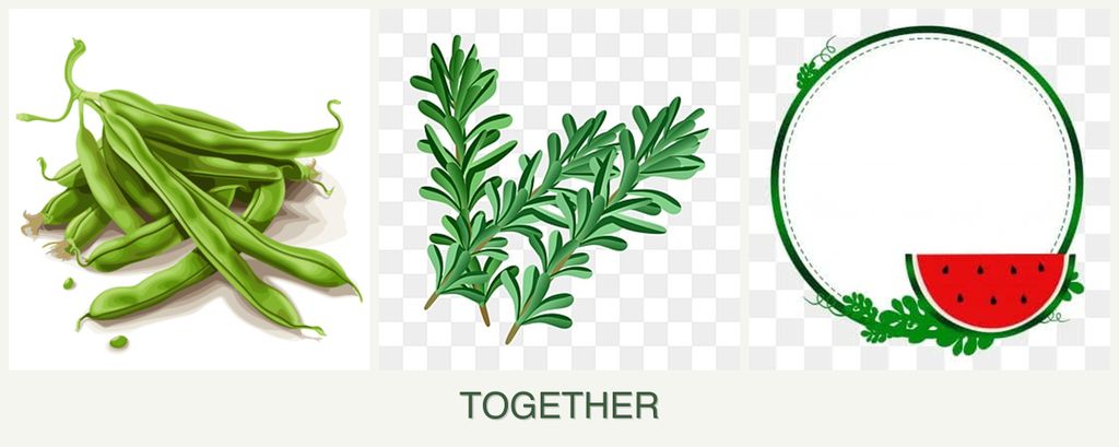 Can you plant beans, rosemary and watermelons together?