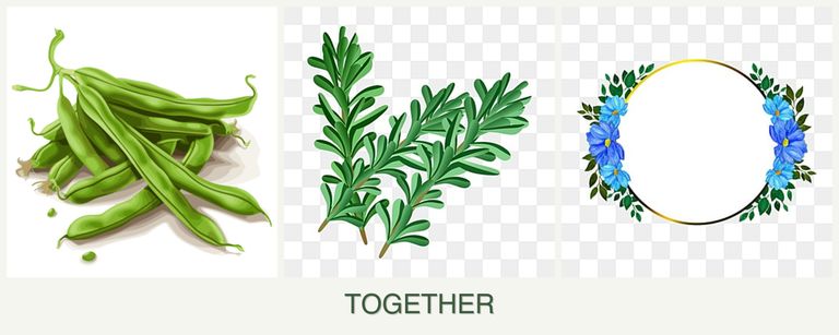Can you plant beans, rosemary and zinnias together?