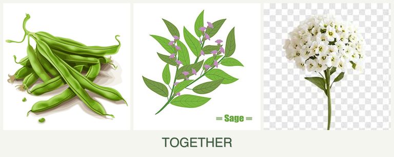 Can you plant beans, sage and alyssum together?
