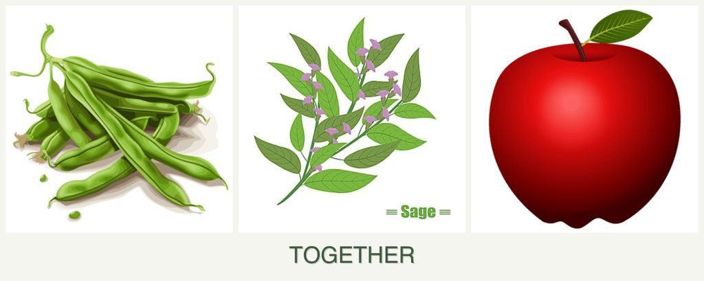 Can you plant beans, sage and apples together?