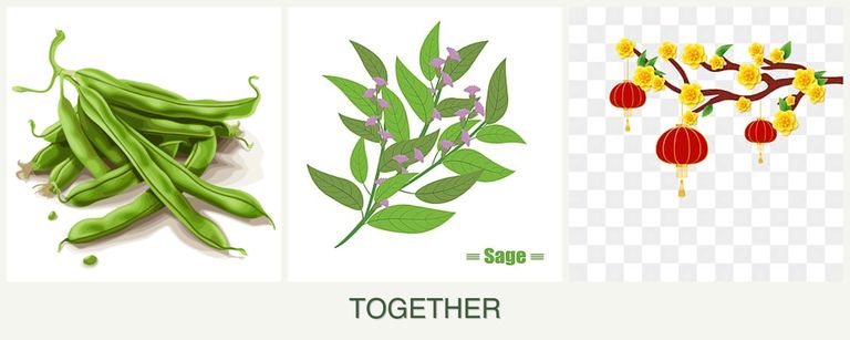 Can you plant beans, sage and apricots together?
