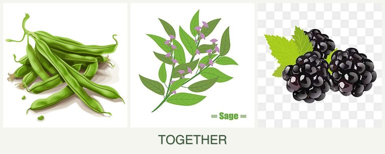 Can you plant beans, sage and blackberries together?