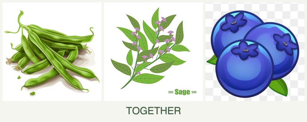 Can you plant beans, sage and blueberries together?