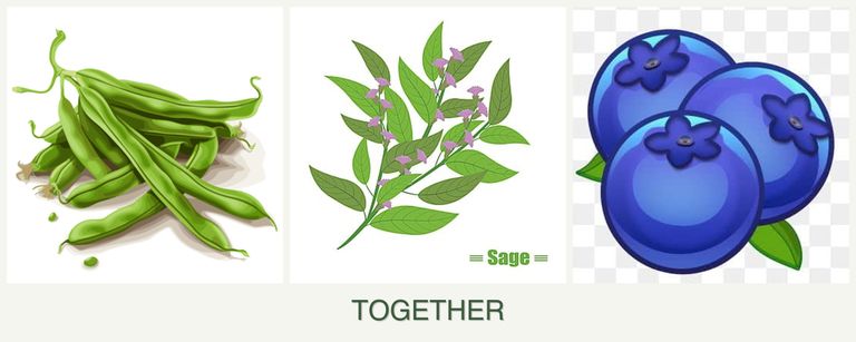 Can you plant beans, sage and blueberries together?