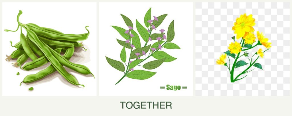Can you plant beans, sage and calendula together?