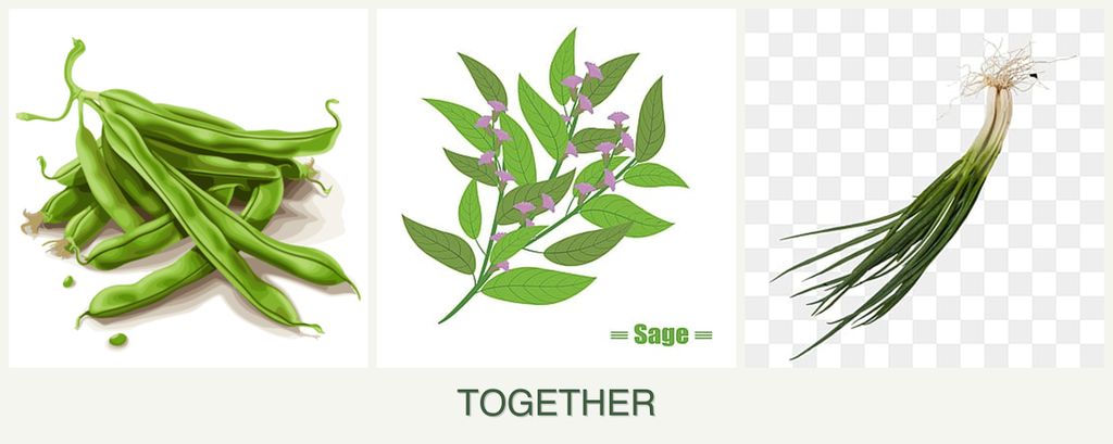 Can you plant beans, sage and chives together?