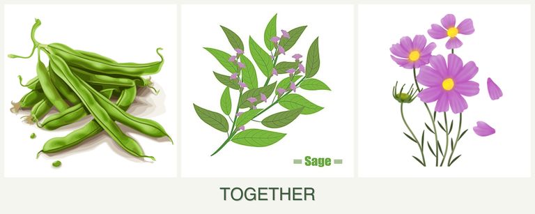 Can you plant beans, sage and cosmos together?