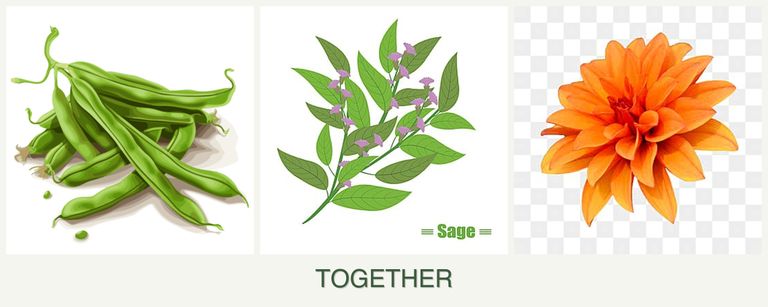Can you plant beans, sage and dahlias together?