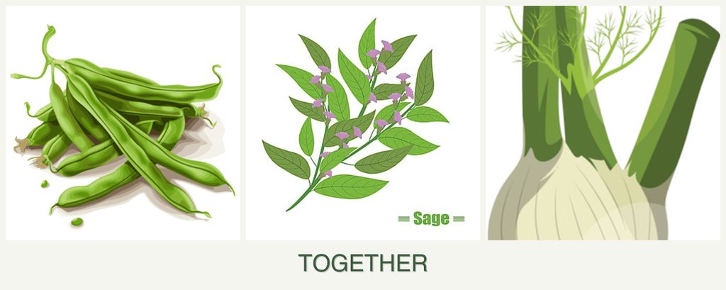 Can you plant beans, sage and fennel together?