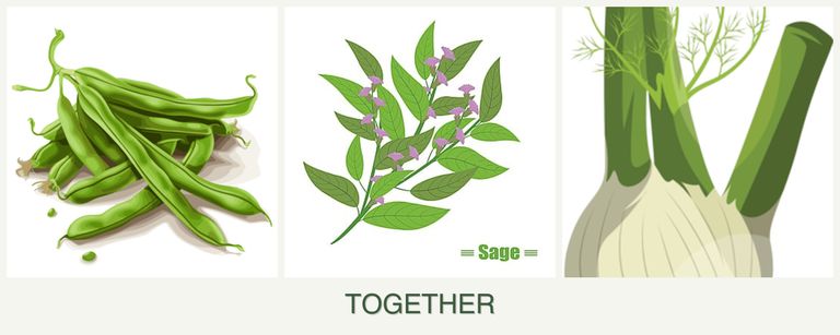 Can you plant beans, sage and fennel together?