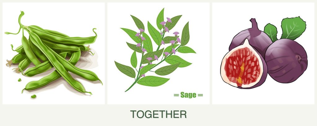 Can you plant beans, sage and figs together?