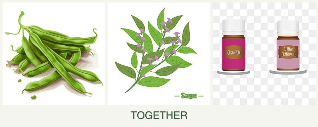 Can you plant beans, sage and geraniums together?