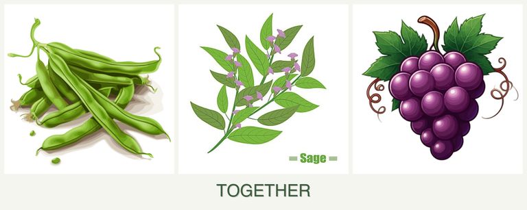 Can you plant beans, sage and grapes together?