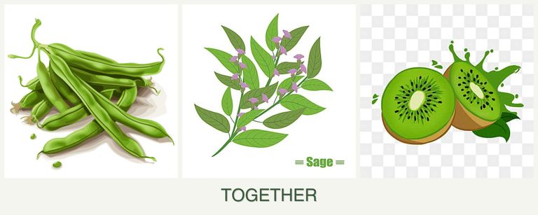 Can you plant beans, sage and kiwi together?