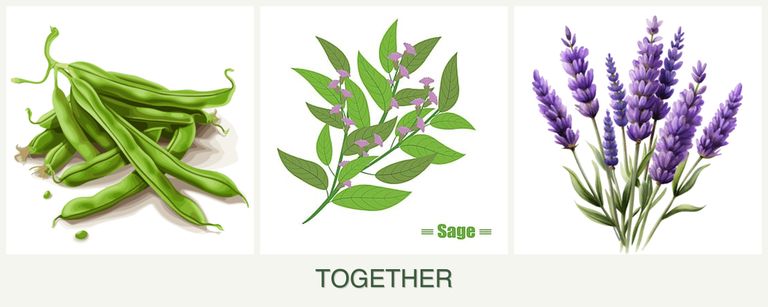 Can you plant beans, sage and lavender together?