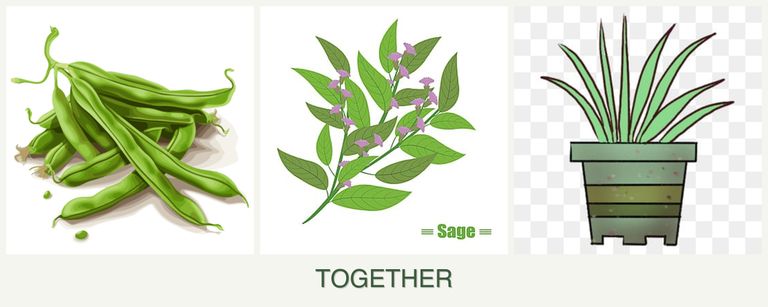 Can you plant beans, sage and lemongrass together?