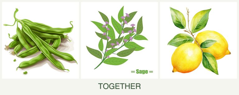 Can you plant beans, sage and lemons together?