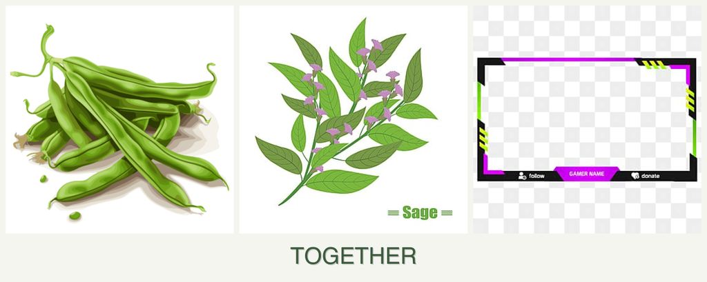 Can you plant beans, sage and limes together?
