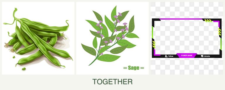 Can you plant beans, sage and limes together?