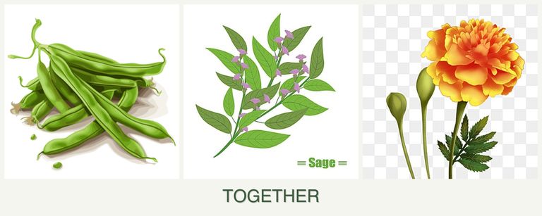 Can you plant beans, sage and marigolds together?