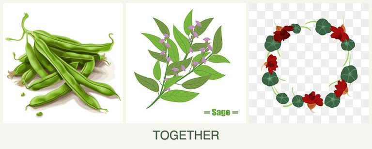 Can you plant beans, sage and nasturtiums together?