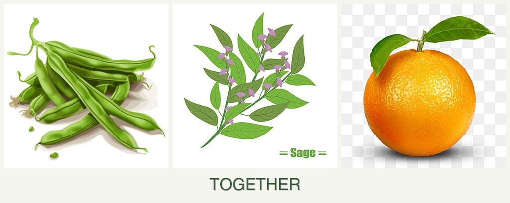 Can you plant beans, sage and oranges together?