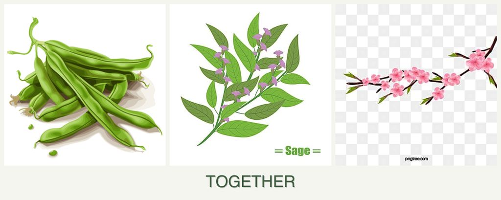 Can you plant beans, sage and peaches together?
