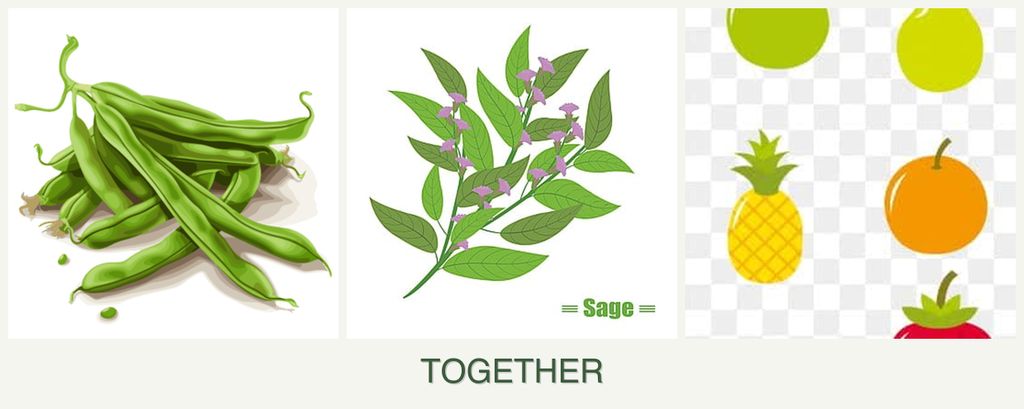 Can you plant beans, sage and pears together?