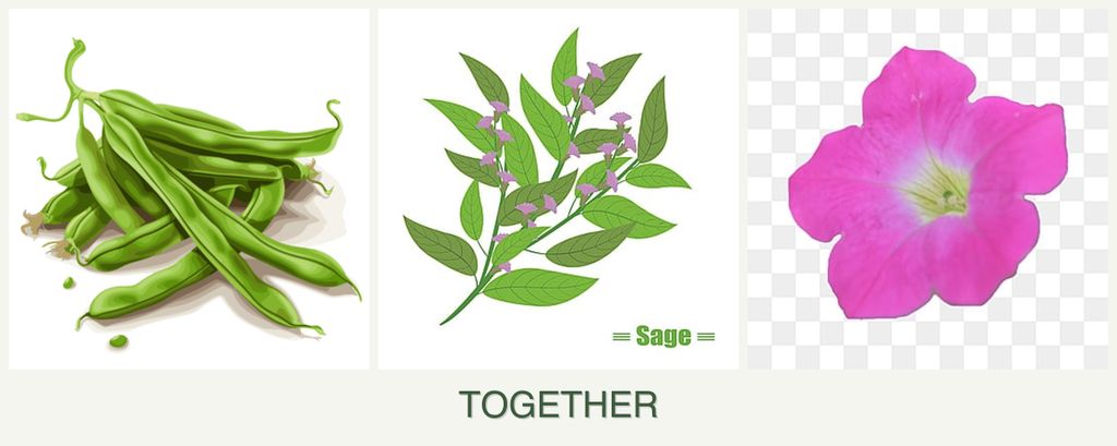 Can you plant beans, sage and petunias together?