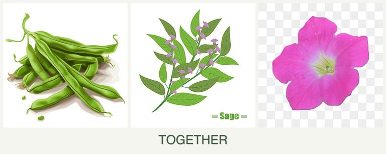 Can you plant beans, sage and petunias together?