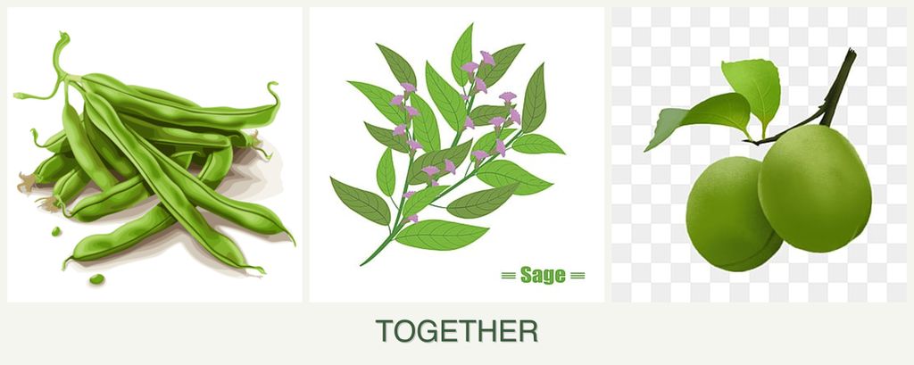 Can you plant beans, sage and plums together?