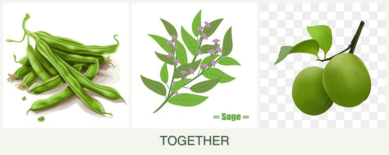 Can you plant beans, sage and plums together?